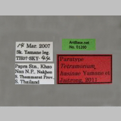 Tetramorium hasinae Yamane et Jaitrong, 2011 label