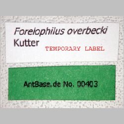 Forelophilus overbecki gyne Kutter, 1931 label