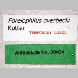 Forelophilus overbecki minor Kutter, 1931 label