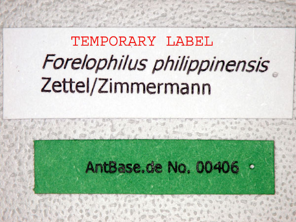 Forelophilus philippinensis minor label