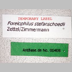 Forelophilus stefanschoedli minor Zettel, 2007 label