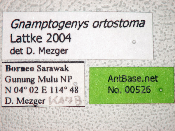 Gnamptogenys ortostoma label