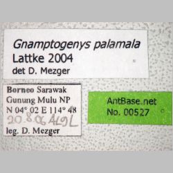 Gnamptogenys palamala Lattke, 2004 label