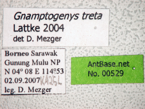 Gnamptogenys treta label