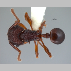 Acanthomyrmex padanensis minor Terayama, Ito & Gobin, 1998 dorsal