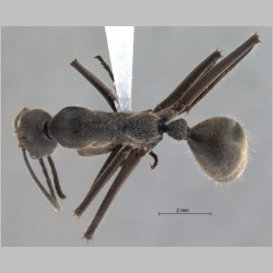 Camponotus auriventris Emery, 1889 dorsal