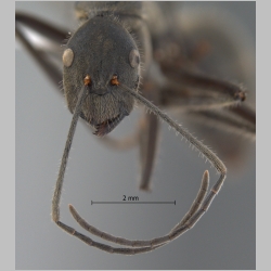 Camponotus auriventris Emery, 1889 frontal