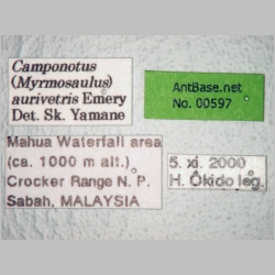 Camponotus auriventris Emery, 1889 label