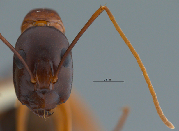 Camponotus festinus frontal