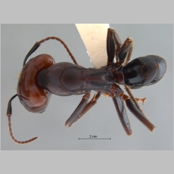 Camponotus gilviceps major Roger, 1857 dorsal