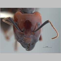 Camponotus gilviceps major Roger, 1857 frontal