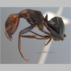 Camponotus gilviceps minor Roger, 1857 lateral