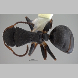 Camponotus lasiselene Wang & Wu, 1994 dorsal