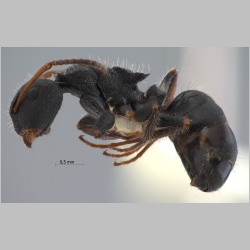 Camponotus lasiselene Wang & Wu, 1994 lateral