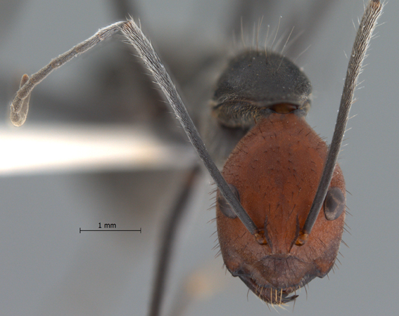 Camponotus singularis frontal
