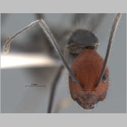 Camponotus singularis Smith, 1858 frontal
