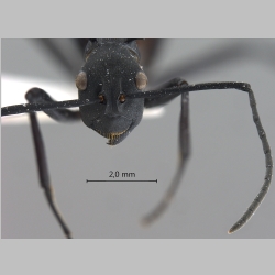 Polyrhachis hector Smith, 1859 frontal
