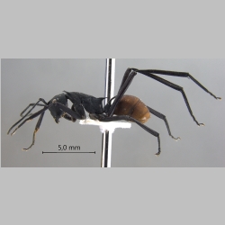 Polyrhachis hector Smith, 1859 lateral