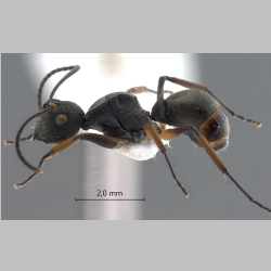 Polyrhachis inermis Smith, 1858 lateral