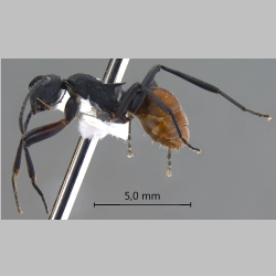 Polyrhachis tristis Mayr, 1867 lateral