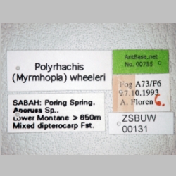 Polyrhachis wheeleri Mann, 1919 label