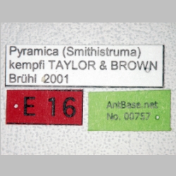 Pyramica kempfi Taylor & Brown, 1978 label