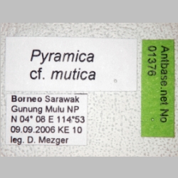 Pyramica mutica Brown, 1949 label