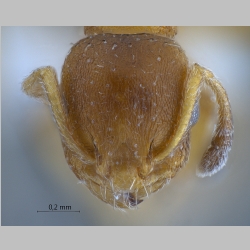 Temnothorax unifasciatus Latreille, 1798 frontal