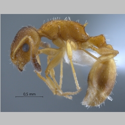 Temnothorax unifasciatus Latreille, 1798 lateral