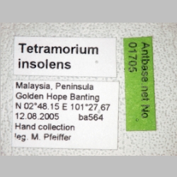 Tetramorium insolens Smith, 1861 label
