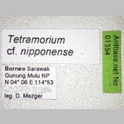 Tetramorium nipponense Wheeler, 1928 label