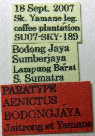 Aenictus bodongjaya label