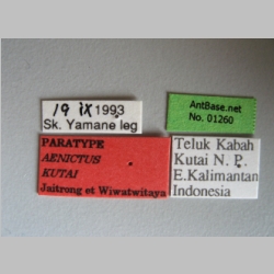 Aenictus kutai Jaitrong & Wiwatwitaya, 2013 label