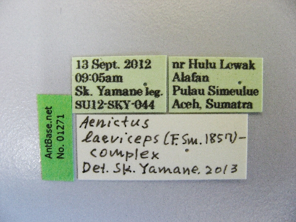 Aenictus laeviceps label