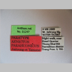 Aenictus parahuonicus Jaitrong & Yamane, 2013 label