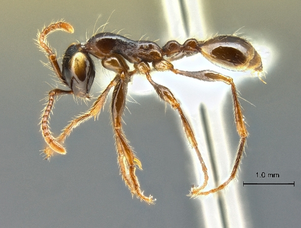 Aenictus parahuonicus lateral