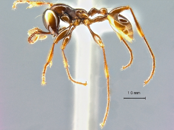 Aenictus pfeifferi lateral