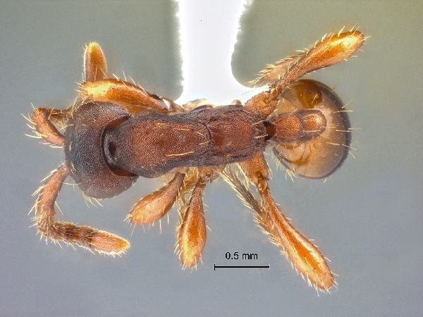 Aenictus punctatus dorsal