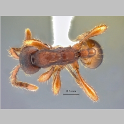 Aenictus punctatus Jaitrong & Yamane, 2013 dorsal