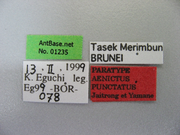 Aenictus punctatus label