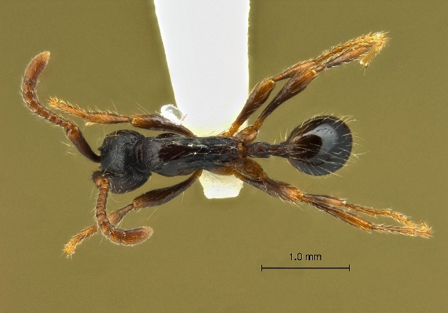 Aenictus sulawesiensis dorsal