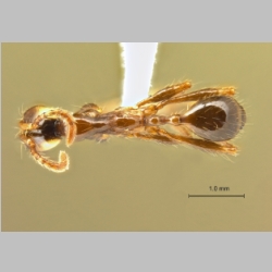 Aenictus wayani Jaitrong & Yamane, 2013 dorsal