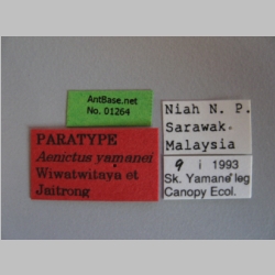 Aenictus yamanei Wiwatwitaya & Jaitrong, 2013 label
