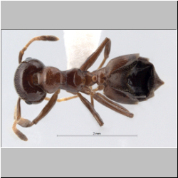 Crematogaster imperfecta queen Hosoishi, 2015 lateral
dorsal