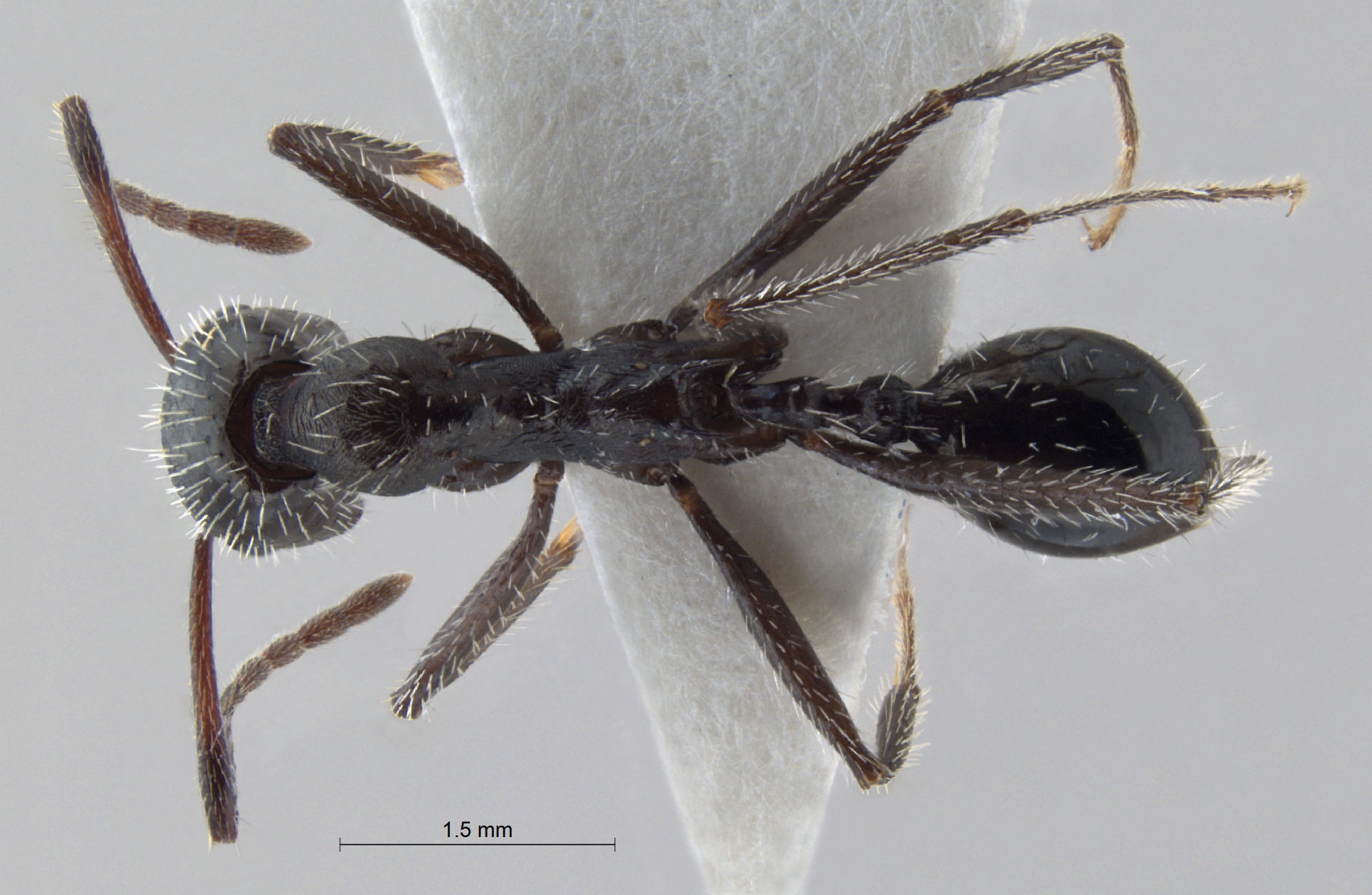  Aphaenogaster spinosa