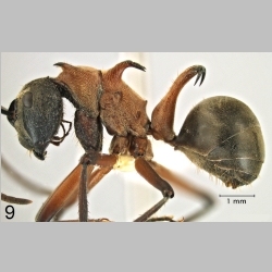 Polyrhachis erosispina Emery, 1900 lateral