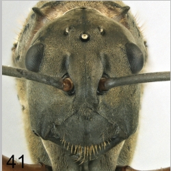 Polyrhachis erosispina queen Emery, 1900 frontal
