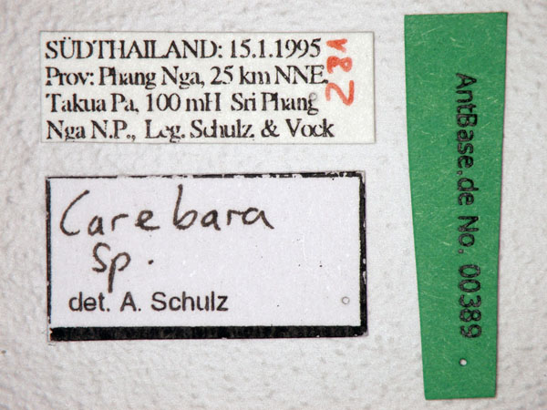 Carebara sp label
