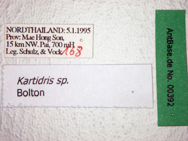 Kartidris sp. label