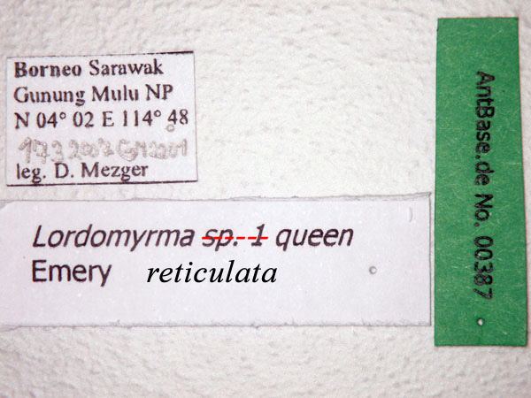 Lordomyrma reticulata queen label
